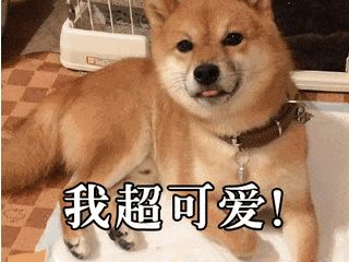 柴犬接住的表情包讨好