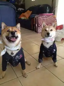  柴犬tora自带困惑表情,一说洗澡就一脸忧桑