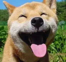  柴犬怒瞪表情包