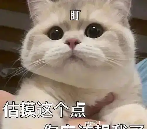 嘲笑的表情包小猫咪