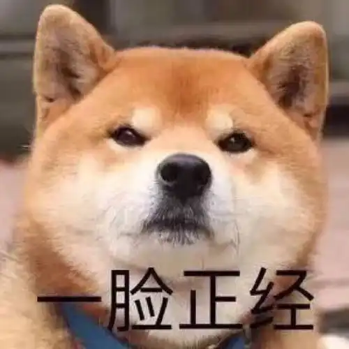  excuseme,有这种柴犬的表情包嘛