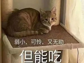  定制菜谱泡沫大战集体相亲原来国外开学季这般轰轰烈烈