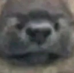  表情包好蠢的表情包笑薯我了