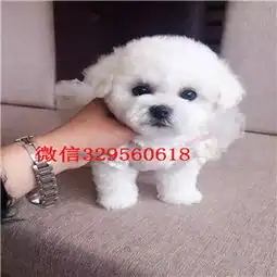 比熊图片表情包托运