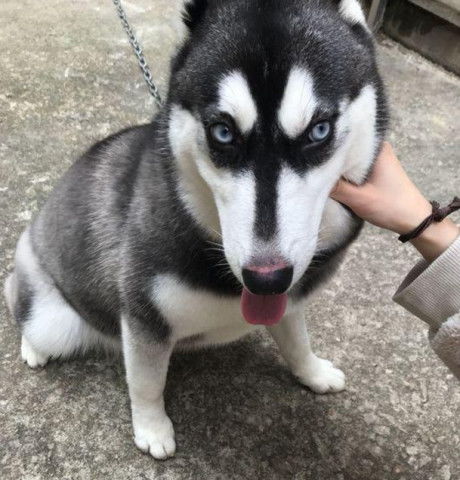  这是一只哈士猪无疑了胖成这样的二哈还有吗