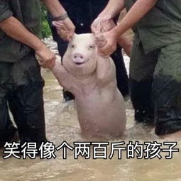  别tm揪耳朵了表情包下载别tm揪耳朵了救小猪表情包高清无水印极光下载站