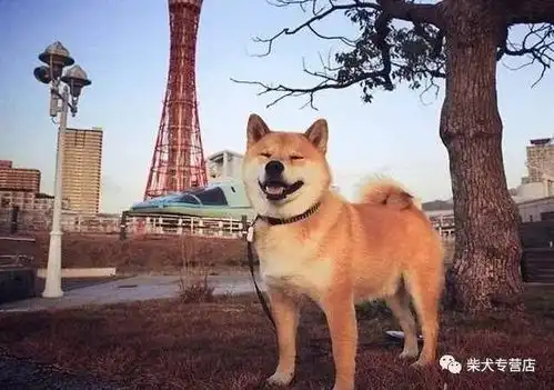  柴犬价格为什么比其它犬种高那么多