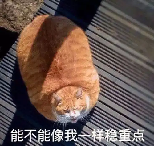 小黄脸表情包花棉袄猫咪