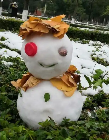  南方雪卖出高价成都雪20元一盆
