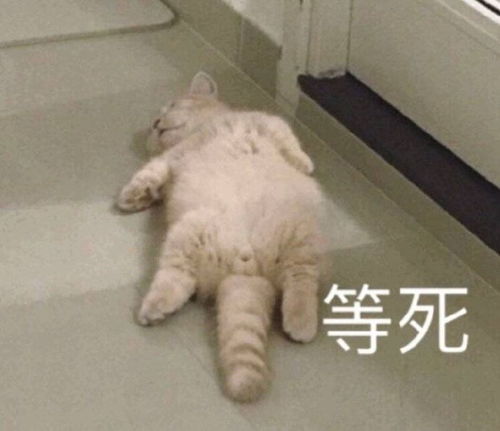  搞笑gif还以为是一条花斑蛇,弄上来一看是一块布