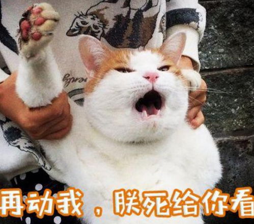  大橘离家出走被主人半路给截住,这挣扎的小表情放开我,我要自由