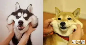柴犬斜眼表情包简单
