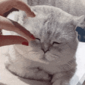  每周猫咪沙雕表情包速存
