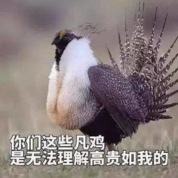  上海应技大躺枪成野鸡大学网友吵翻...无辜的上海大学不想说话