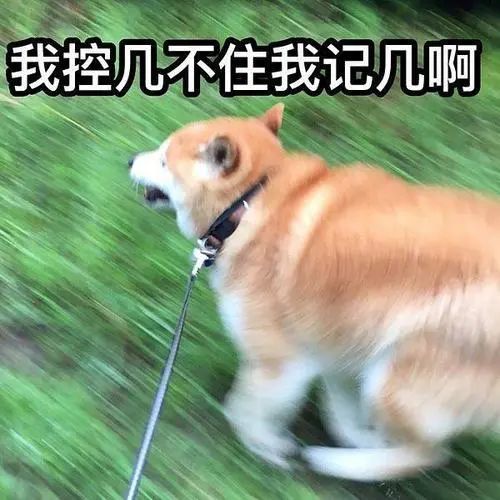  哭笑不得上海一狗狗太顽皮,狗头卡在铁门里就在这关键时刻