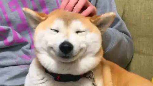  柴犬突然被铲屎官摸头,努力憋嘴,露出了迷之微笑