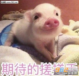  沉迷吸猪表情包最近流行的吸猪表情包下载无水印乐游网游戏下载