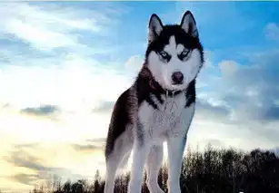 宠物犬中的战斗机哈士奇暴力,德国牧羊犬威猛