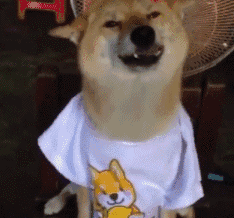  喜欢柴犬治愈的笑吗小编指导,你来学