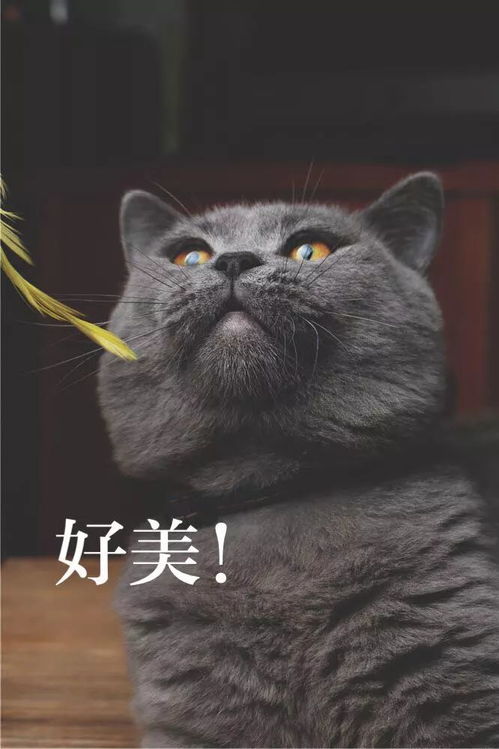  铲屎官用猫咪的不同表情配上文字做成了表情包,太形象了
