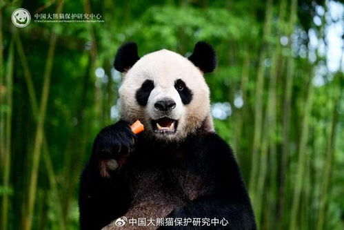公主连接可可罗表情包熊