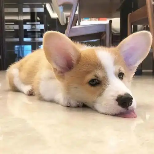  世界上怎么会有这么奇奇怪怪又可可爱爱的狗子啊