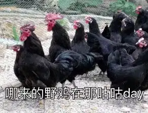  我曾想做最野的鸡,可是它来了...