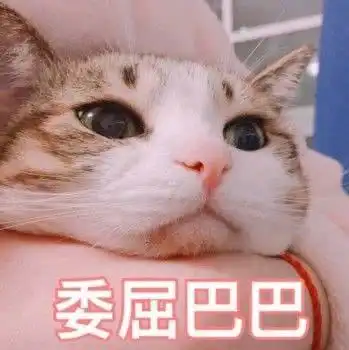  猫咪表情包今天也是元气满满的一天