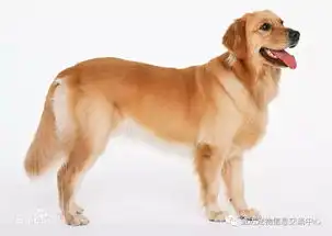  十大适合家养的狗排名家养什么狗最好