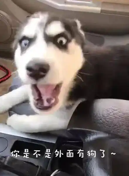  到医院接哈士奇,本想是温馨的场景,结果看到它的表情...笑疯了