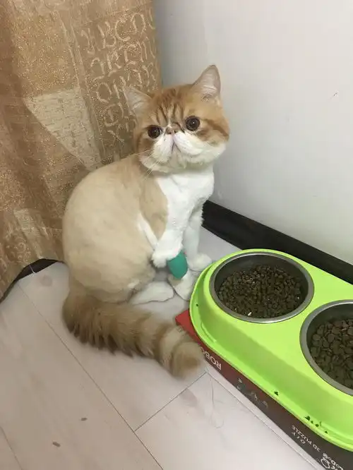  公猫绝育及公猫的产后护理啊不,是绝育...