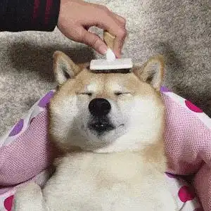  收集的猫猫狗狗gif多图