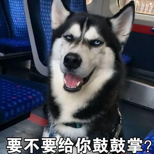  前方高萌韶关社区首届萌犬大赛来袭,赢万元大礼包有萌狗你就秀出来
