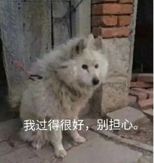  值此佳节,想求一波单身狗专用表情包更新评论区...
