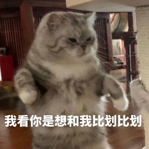  猫猫表情包第十七弹
