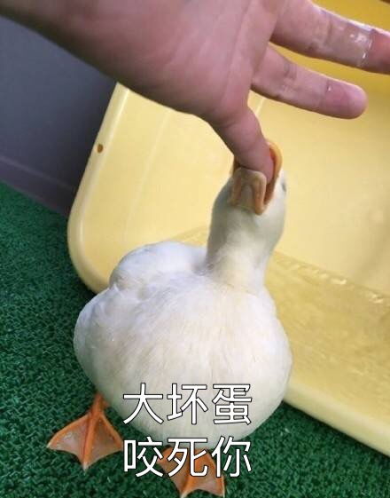  鸭堆糖,美图壁纸兴趣社区