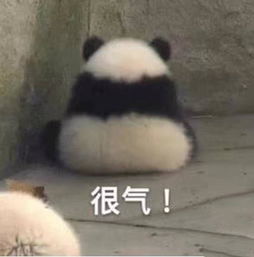  熊猫的表情包请注意你跟老子说话的态度