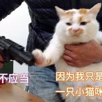 小猫咪不能讲脏话丨第966期喵表情包
