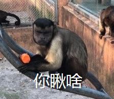  动物园猴子长了张人脸,自带表情包网友工作人员顶替的