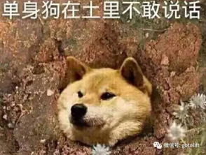  看到这只满身肌肉的狗,健身10年的我怂了