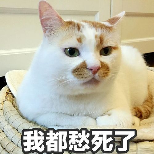  showki你肯定用过它的表情包它叫楼楼今天它永远的离开了我们