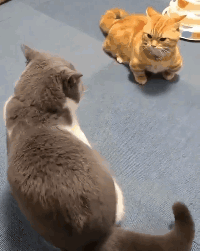  橘猫干架,全靠一张大嘴打天下