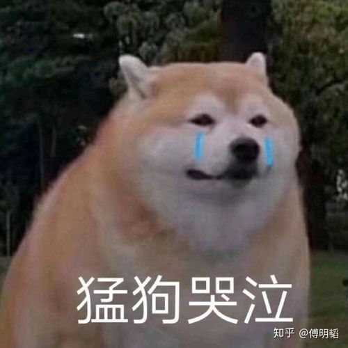  有那些沙雕可爱的表情包