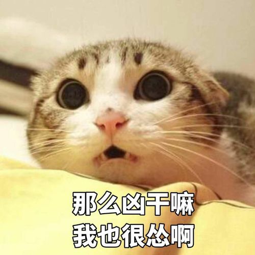  我的收藏夹