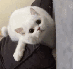  猫咪撒娇的4种方式,如果你家猫都对你做过,说明它已经爱上你了