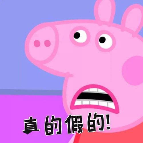  珍贵视频野生豹猫现身厦门岛内山林专家很难得