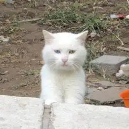  定时喂食的流浪猫越来越瘦,今天喂完后观察,终于知道了真相