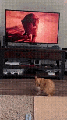  我养的哪里是猫咪啊,这分明是个憨憨