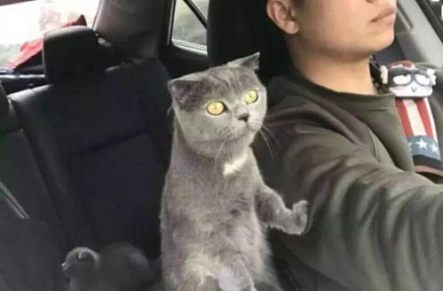  猫咪头一次坐车出门,脸上表情全是戏,喵这全是朕的江山吗