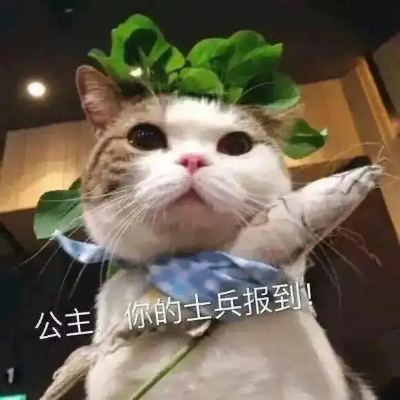 算我求你的表情包猫小鱼